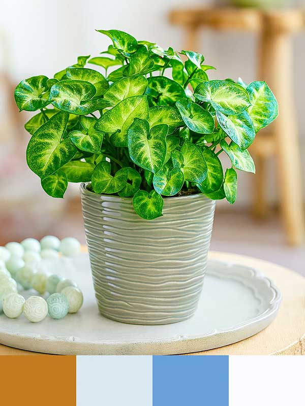 Green Syngonium Plant