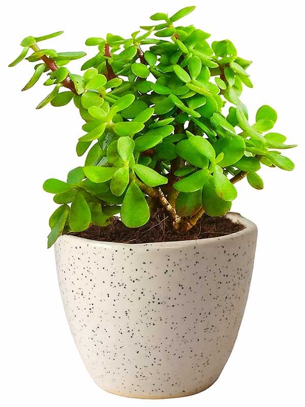 Jade Plant (Crassula ovata)