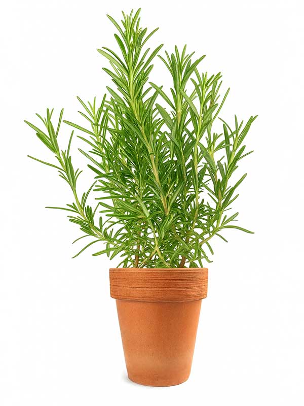 Rosemary Plant (Rosmarinus officinalis)