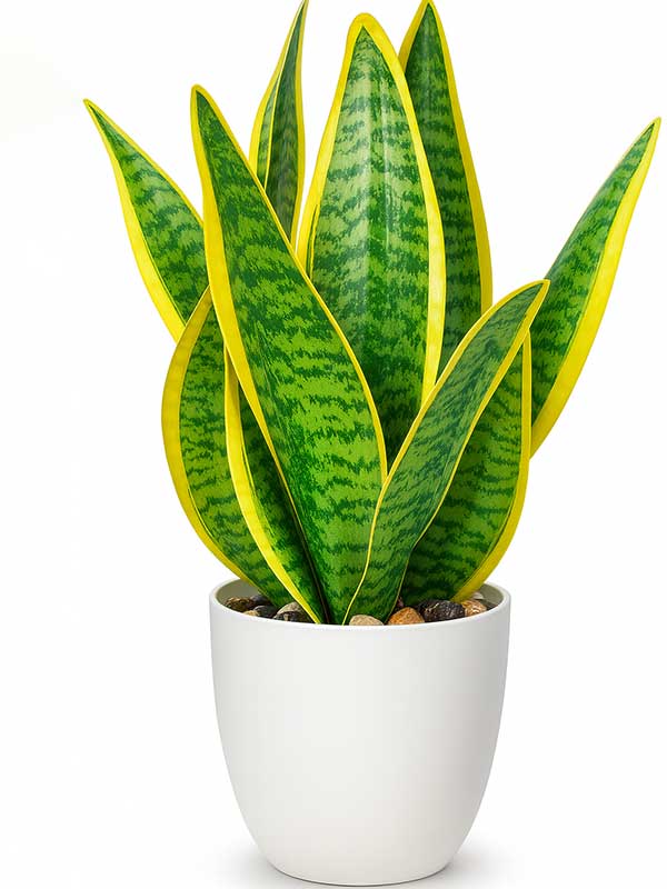 Snake Plant (Sansevieria)
