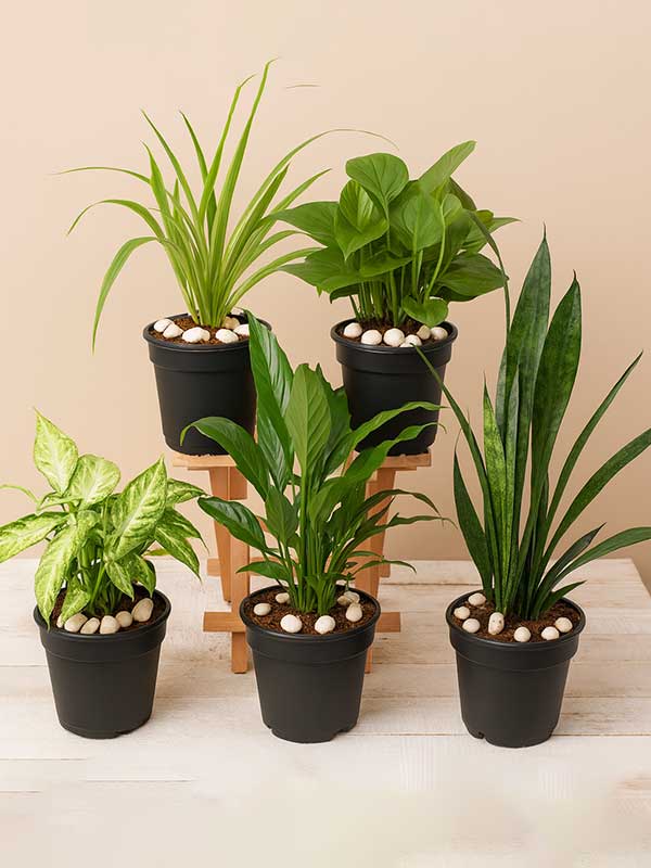 Ultimate Green Harmony Combo