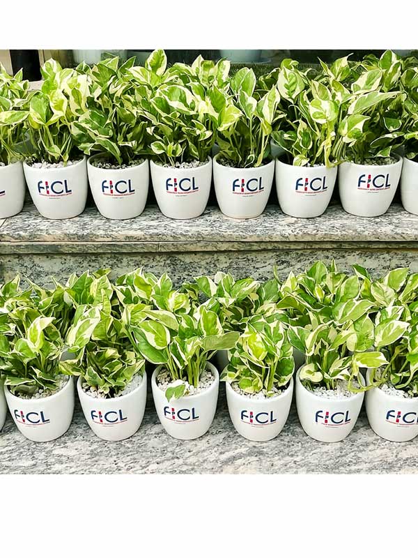 Money Plant Marble Prince