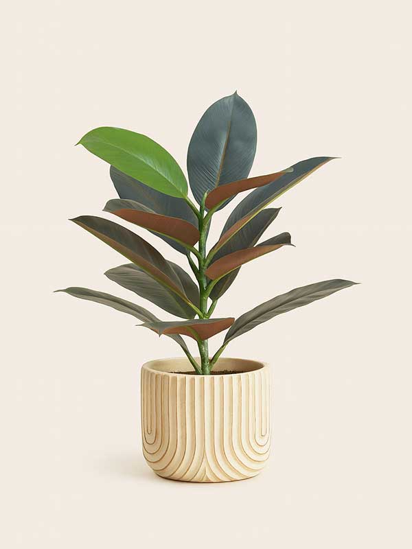 Rubber Plant (Ficus elastica)
