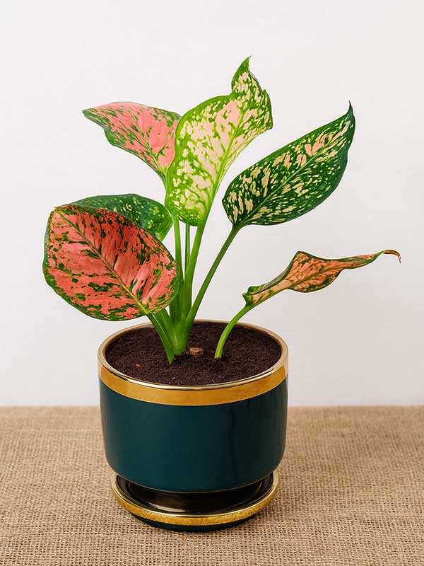 Aglaonema Pink