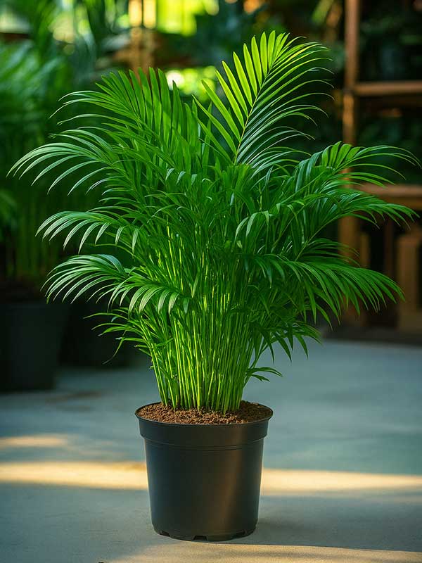 Areca Palm Plant