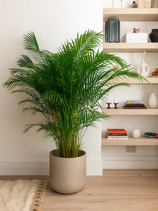 Areca Palm Plant