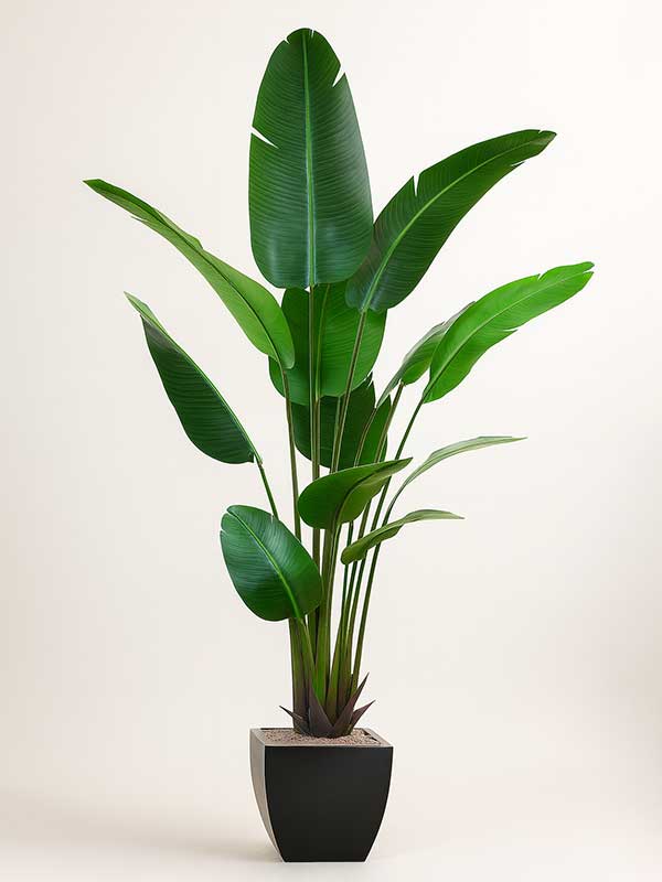 Bird of Paradise (BOP) Plant