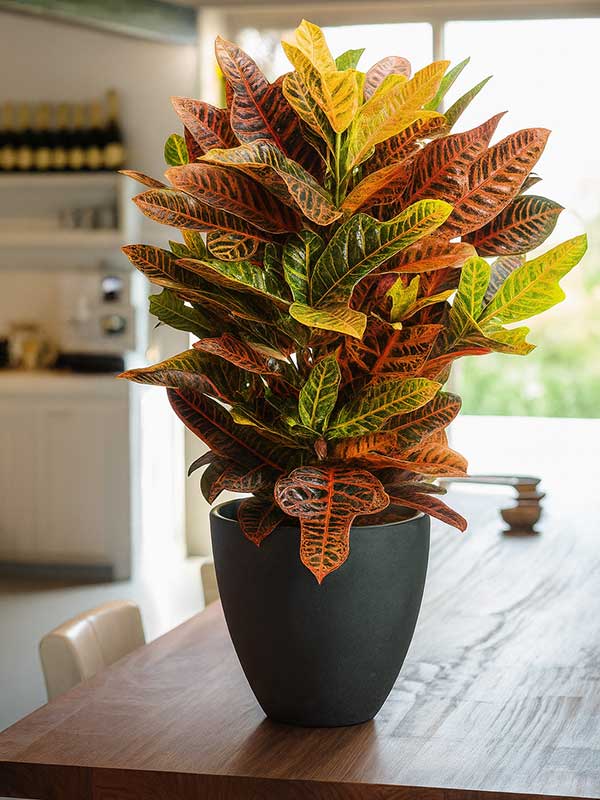 Croton Petra Plant