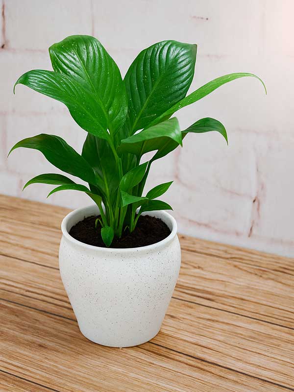 Peace Lily