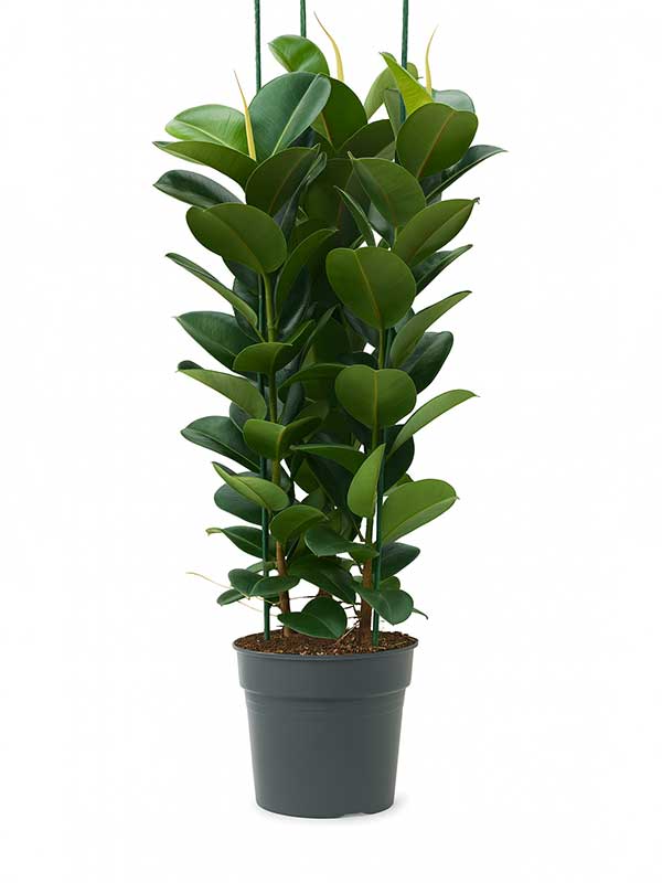 Rubber Plant