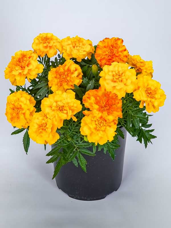 Marigold Plant