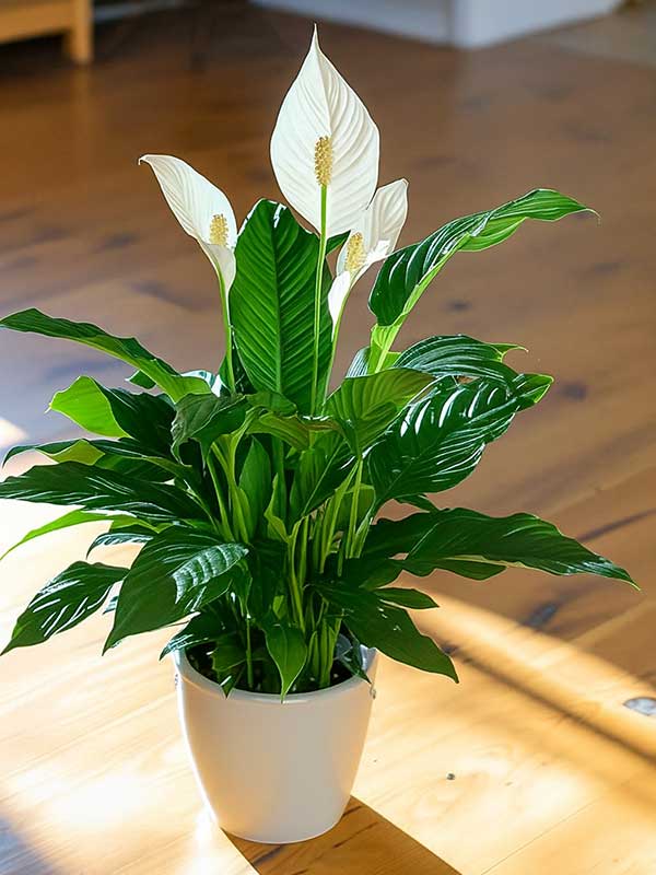 Peace Lily