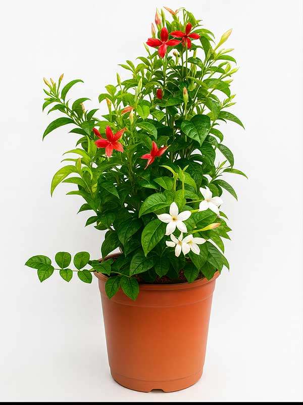 Rangoon Creeper Plant