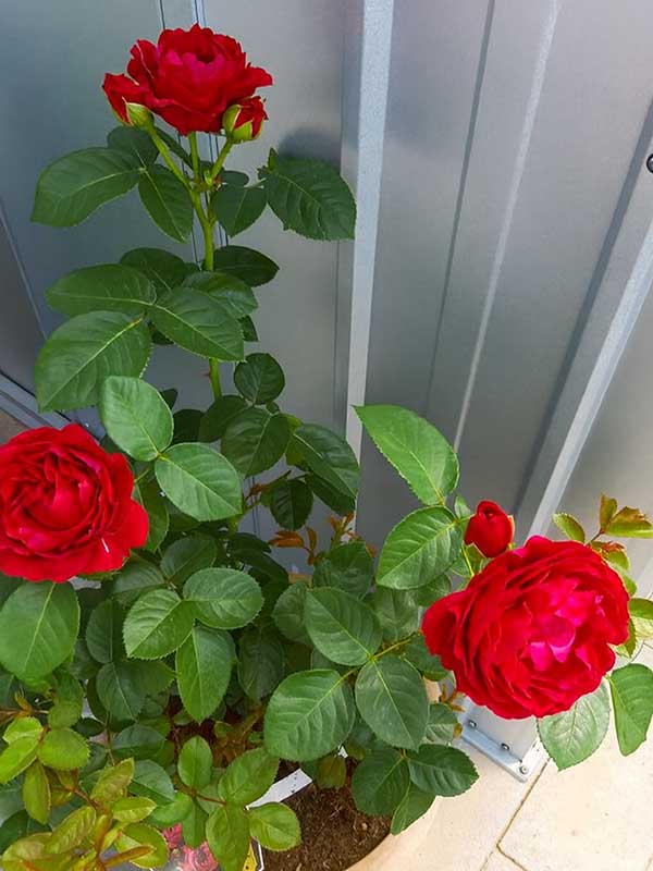 Rose Plant