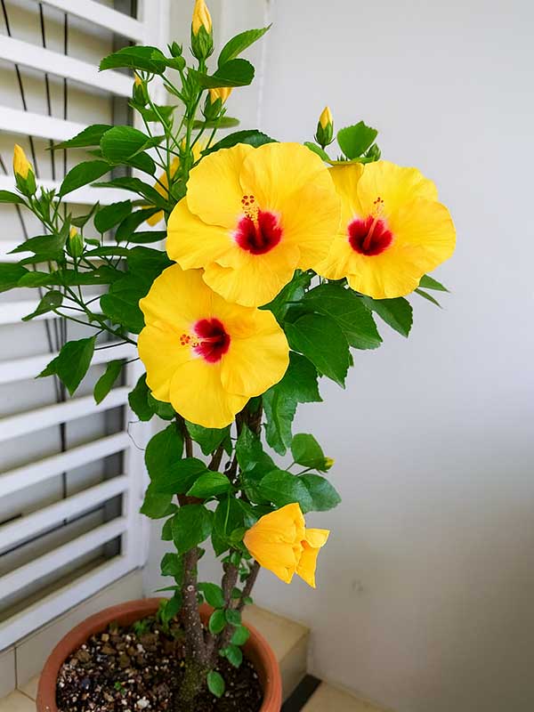 Yellow Hibiscus Plant