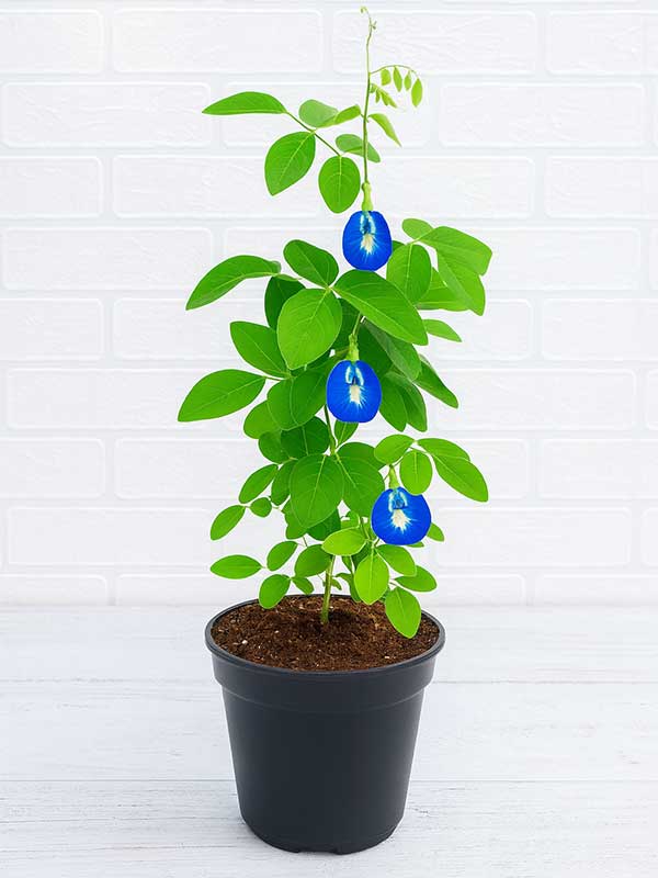 Gokarna Blue Plant
