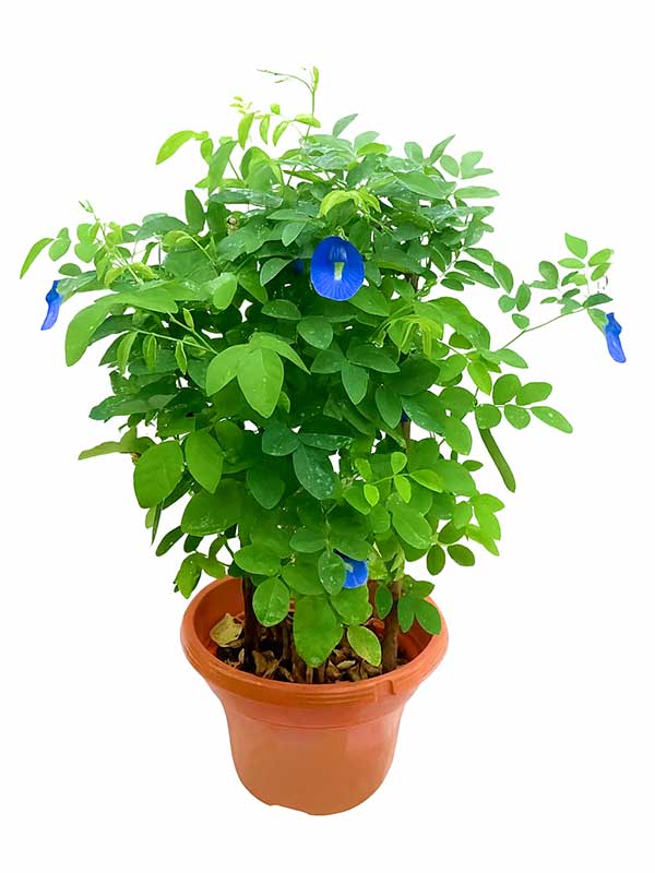 Gokarna Blue Plant