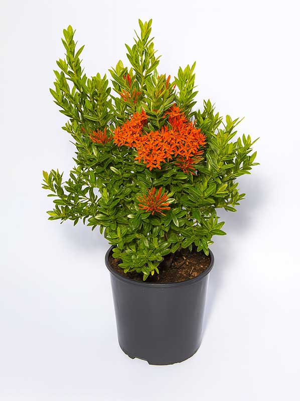 Ixora Plant
