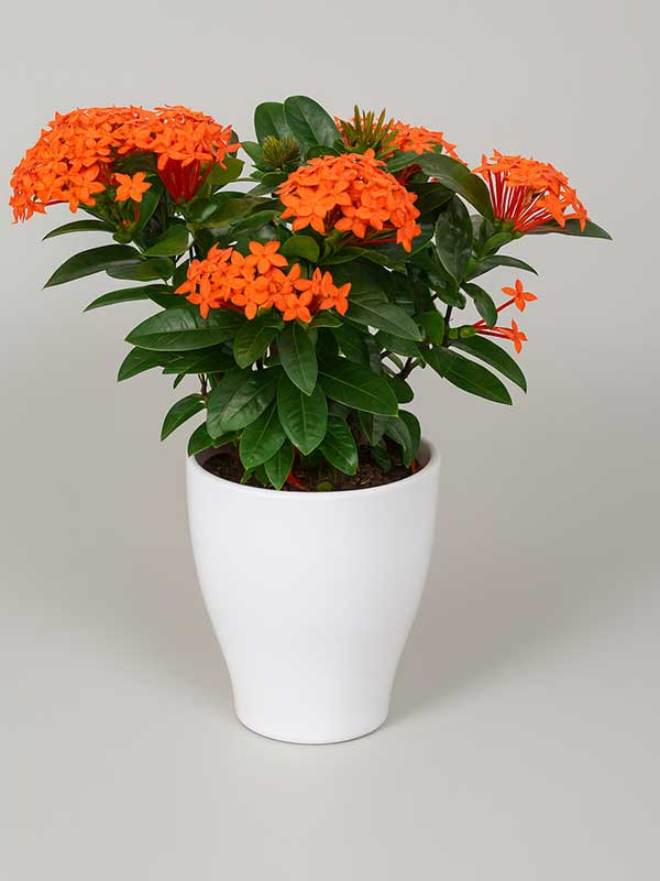 Ixora Plant