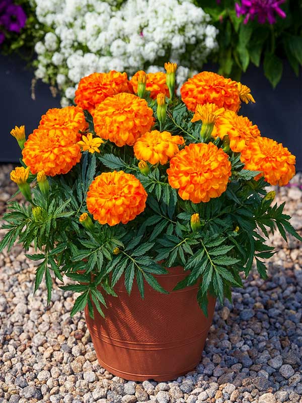 Marigold Plant