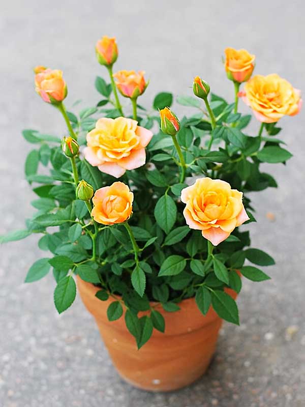 Orange Rose Plant