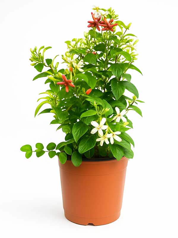 Rangoon Creeper Plant