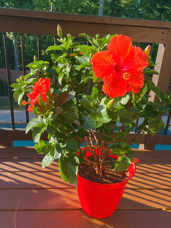 Red Hibiscus Plant