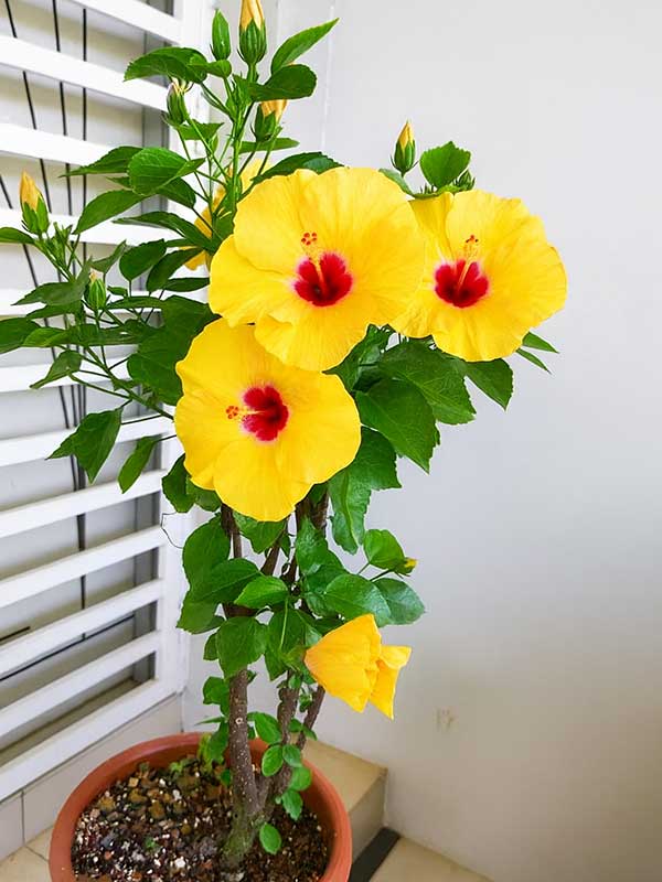 Yellow Hibiscus Plant