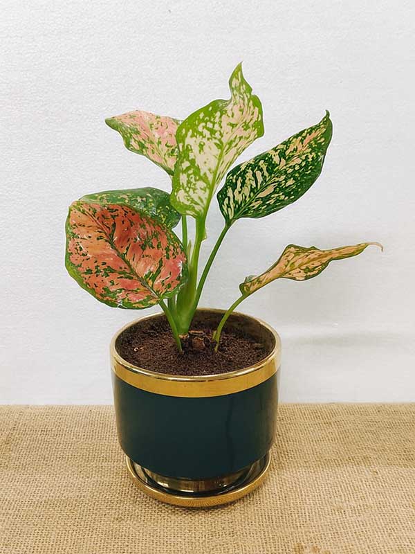 Aglaonema Pink Plant