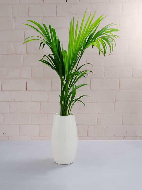 Areca Palm Plant