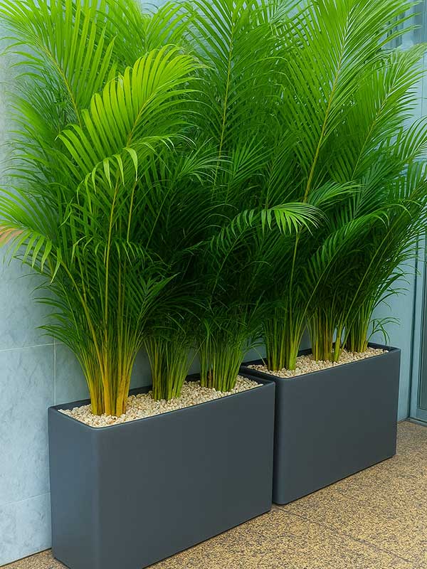 Areca Palm Plant