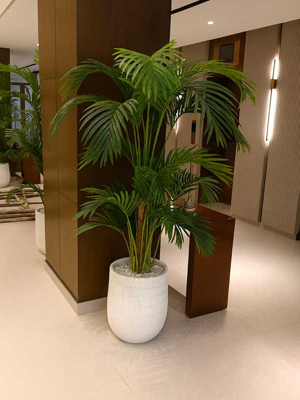 Areca Palm Plant