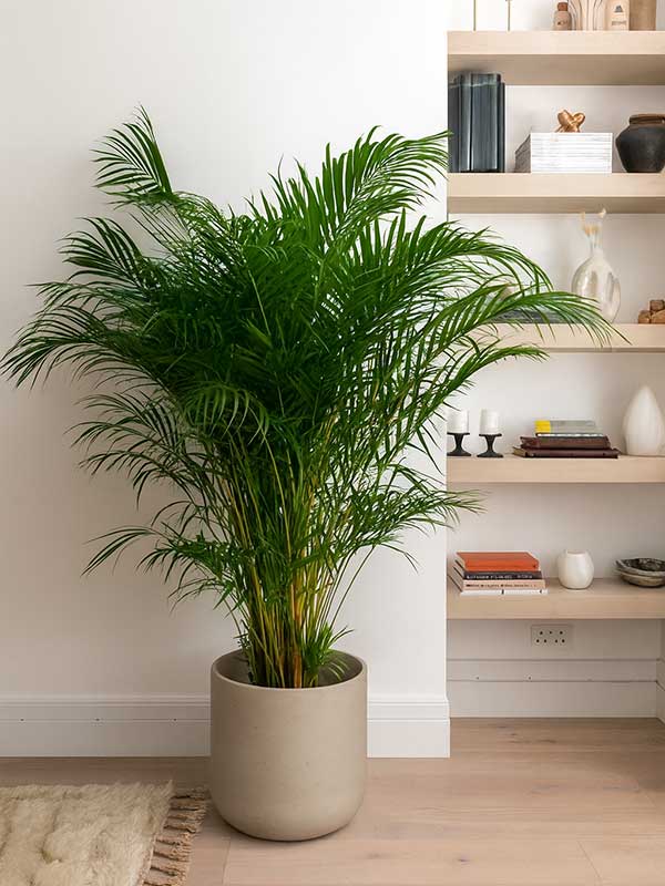 Areca Palm Plant