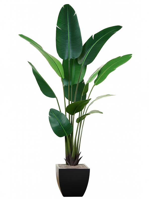 Bird of Paradise (BOP) Plant