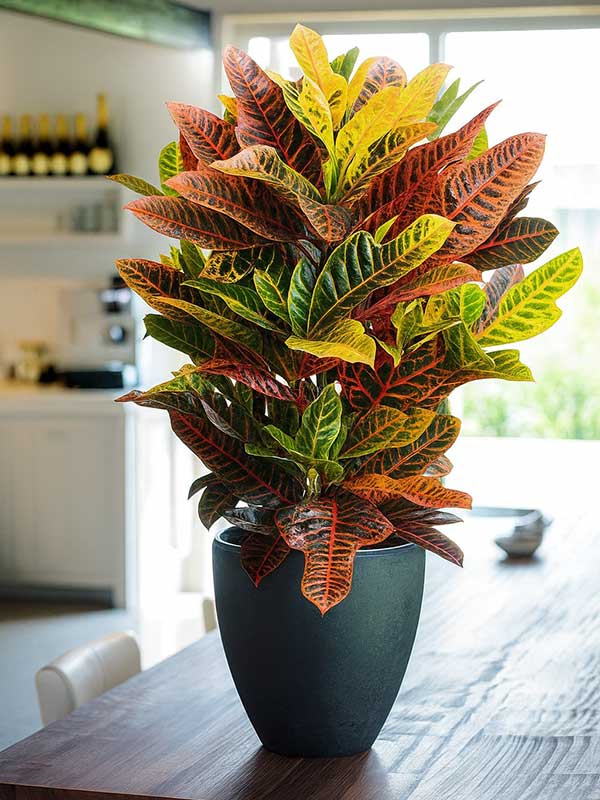 Croton Petra Plant