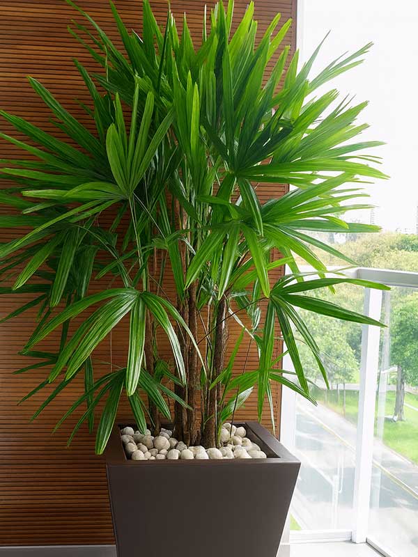 Lady Palm Plant