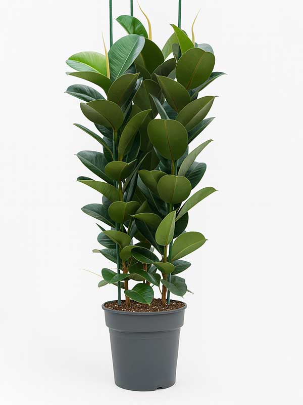 Rubber Plant