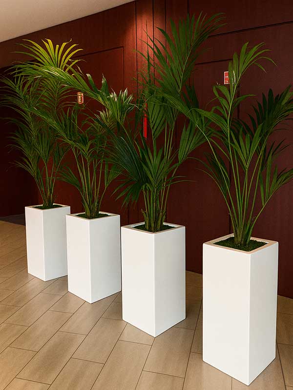 Areca Palm Plant