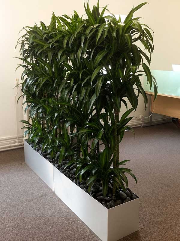 Dracaena Plant